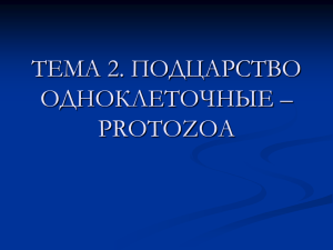 тема 2. подцарство одноклеточные – protozoa