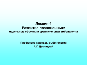 Модельные объекты биологии развития