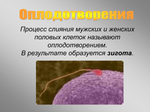 оплодотворения