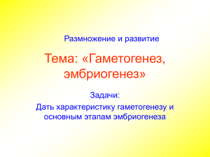 Тема: «Гаметогенез, эмбриогенез»