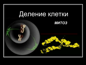 Деление клетки МИТОЗ