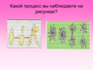 Митоз - pedportal.net