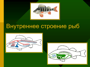 Внутреннее строение рыб