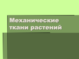 Механические ткани растений