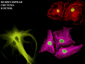 Везикулярная система клетки.