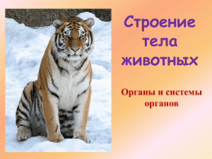 органы и системы органов