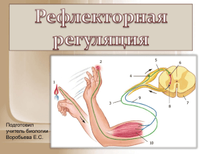 Рефлекторная регуляция