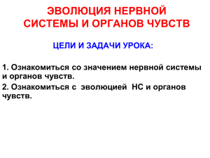 ЭВОЛЮЦИЯ НЕРВНОЙ СИСТЕМЫ И ОРГАНОВ ЧУВСТВ