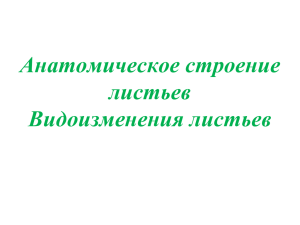 Анатомическое строение листьев