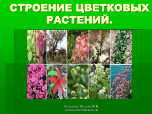 СТРОЕНИЕ ЦВЕТКОВЫХ РАСТЕНИЙ. Выполнила: Петухова Ю.В., учитель биологии и химии