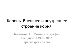 Корень. Внешнее и внутреннее строение корня.