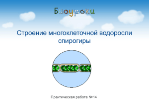 Строение многоклеточной водоросли спирогиры