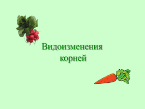 Видоизменения корней