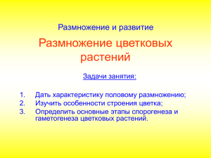 Размножение цветковых растений Размножение и развитие