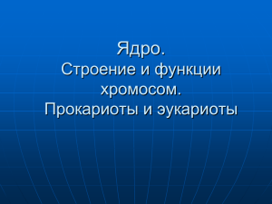 Сравните эукариотическую и прокариотическую клетки