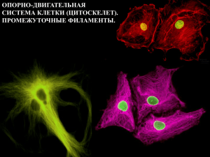 Промежуточные филаменты.