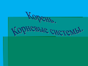 корень.Корневые системы