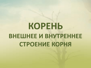 КОРЕНЬ ВНЕШНЕЕ И ВНУТРЕННЕЕ СТРОЕНИЕ КОРНЯ