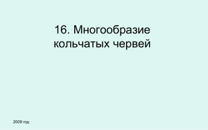 16. Многообразие кольчатых червей