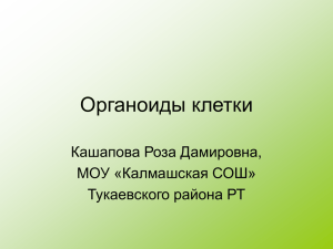 Органоиды клетки Кашапова Роза Дамировна, МОУ «Калмашская СОШ» Тукаевского района РТ