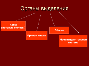 Органы выделения Кожа (потовые железы) Лёгкие