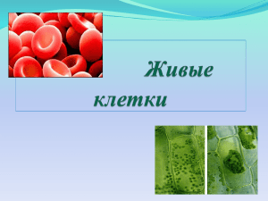 Презентация к уроку прир.5 класс, Живые клетки,2011