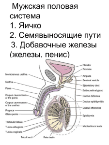 Л19 Мужская половая система