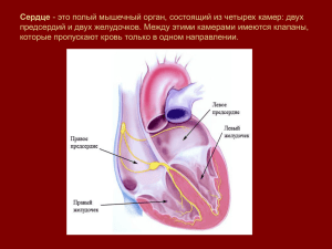 Сердце - это полый мышечный орган, состоящий из четырех