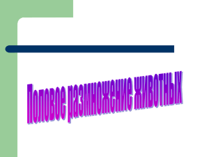 Размножение - PPt4WEB.ru