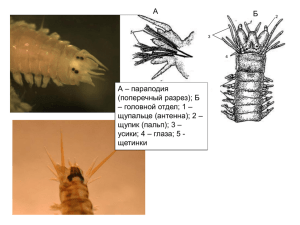 А Б А – параподия (поперечный разрез); Б