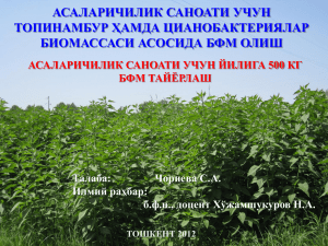 Кўп йиллик Топинамбур (Helianthus tuberosus L