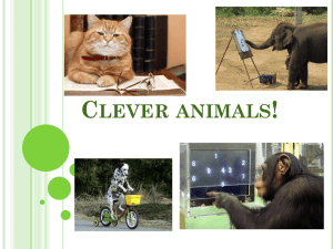 Clever animals!