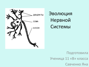 Эволюция Нервной Системы Подготовила