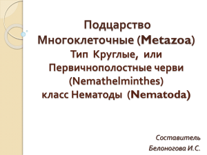 Подцарство Многоклеточные (Metazoa) Тип  Круглые,  или Первичнополостные черви