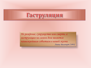 Гаструляция