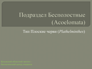 Подраздел Бесполостные (Acoelomata)