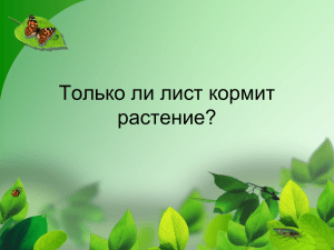 Только ли лист кормит растение?