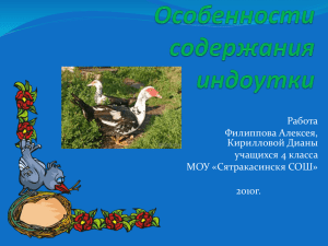 Творческий проект "Особенности содержания индоутки"