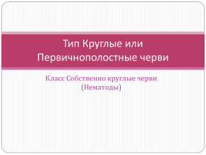 Тип Круглые или Первичнополостные черви Класс Собственно круглые черви (Нематоды)