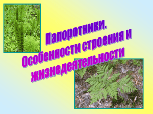 (корневище) находится в земле. Молодые листья папоротника