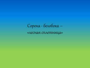 Сорока - белобока – «лесная сплетница» Сорока по величине