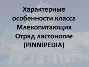 Характерные особенности класса Млекопитающих Отряд ластоногие