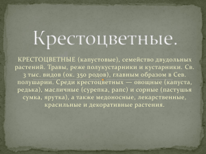 Крестоцветные