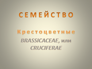 С Е М Е Й С Т В О К р е с т о ц в е т н ы е BRASSICACEAE, или