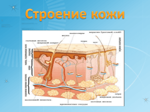 Значение и строение кожи