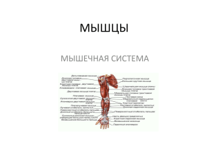 МЫШЦЫ МЫШЕЧНАЯ СИСТЕМА