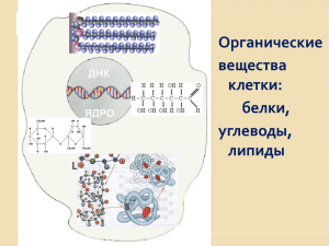 Органические вещества клетки: белки, углеводы, липиды