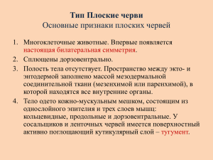 Тип Плоские черви Основные признаки плоских червей