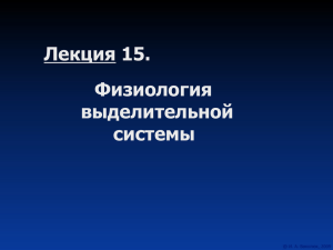 Лекция 15 Выделительная система