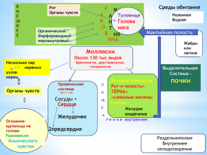 =&gt; почки Моллюски Голова